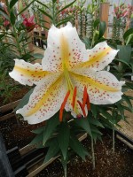 [4272 Auratum Gold Bando No02.JPG]